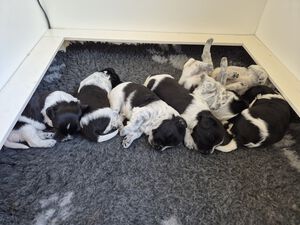 Schapendoes N-nest van de Roeskebeer